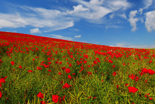 739247 (a): :2560x1714